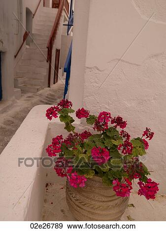 Flower pot in Mykonos Greece View Large Photo Image Stock Photo - Flower pot in Mykonos Greece. Fotosearch