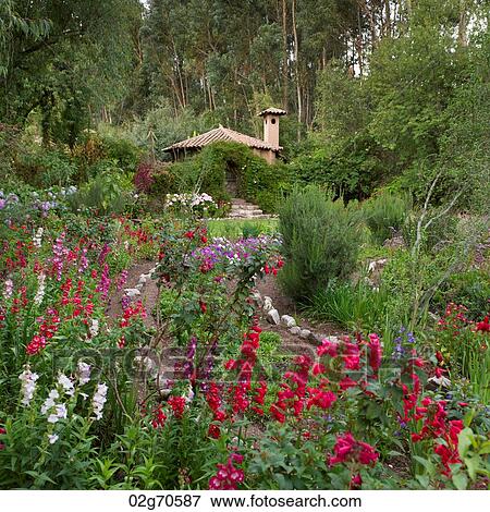 Flowers blooming in a garden of Willka Tika Guesthouse, Willka Tika, Sacred Valley, Cusco Region, Peru View Large Photo Image Stock Photo - Flowers blooming in a garden of Willka Tika Guesthouse, Willka Tika, Sacred Valley, Cusco Region, Peru. Fotosearch