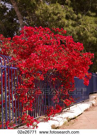 Flowers cascading over fence in Katakolon View Large Photo Image Stock Image - Flowers cascading over fence in Katakolon. Fotosearch