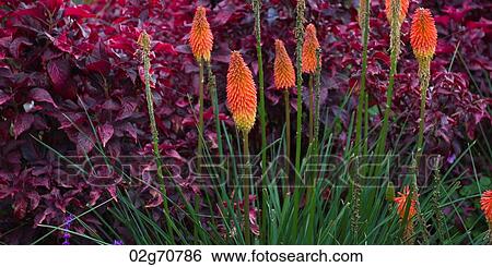 Flowers in a garden, Willka Tika, Sacred Valley, Cusco Region, Peru View Large Photo Image Stock Photograph - Flowers in a garden, Willka Tika, Sacred Valley, Cusco Region, Peru. Fotosearch
