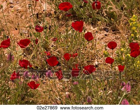Flowers in field near Kusadasi Turkey View Large Photo Image Stock Photo - Flowers in field near Kusadasi Turkey. Fotosearch