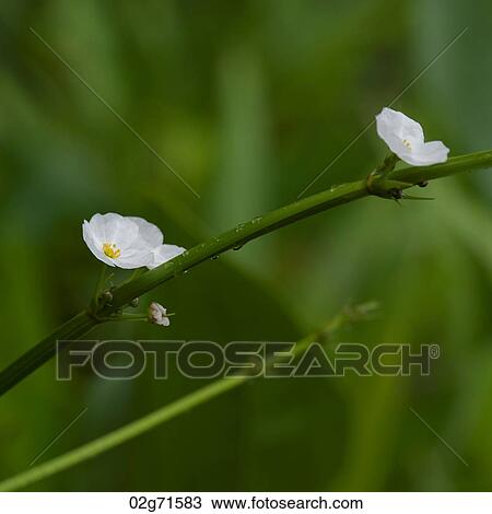 Flowers on a plant, Thailand View Large Photo Image Stock Image - Flowers on a plant, Thailand. Fotosearch
