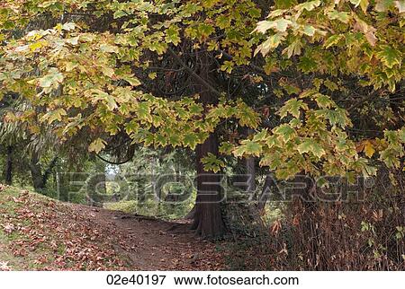 Stock Photo - Foliage in Stanley Park in Vancouver, British Columbia, Canada. Fotosearch
