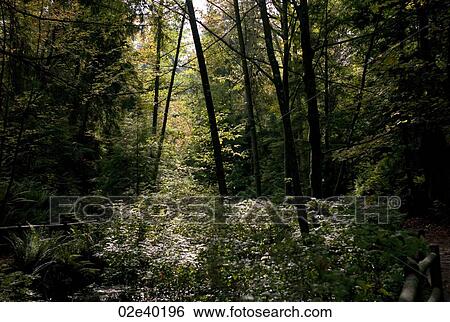 Stock Photograph - Foliage in Stanley Park in Vancouver, British Columbia, Canada. Fotosearch