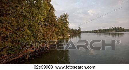 Forest along shoreline at Lake of the Woods, Ontario View Large Photo Image Stock Image - Forest along shoreline at Lake of the Woods, Ontario. Fotosearch