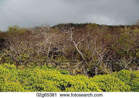 Forest, Playa Ochoa, San Cristobal Island, Galapagos Islands, Ecuador View Large Photo Image Stock Image - Forest, Playa Ochoa, San Cristobal Island, Galapagos Islands, Ecuador. Fotosearch