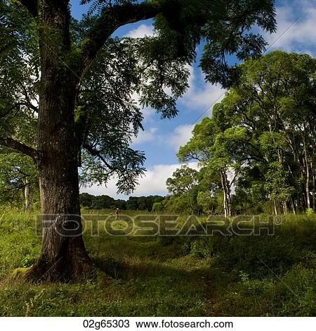 Forest, Santa Cruz Island, Galapagos Islands, Ecuador View Large Photo Image Stock Image - Forest, Santa Cruz Island, Galapagos Islands, Ecuador. Fotosearch
