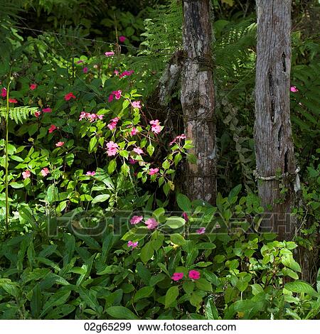 Stock Photo - Forest, Santa Cruz Island, Galapagos Islands, Ecuador. Fotosearch