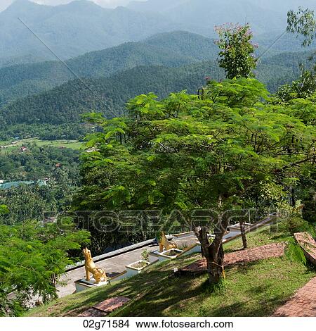 Forest, Thailand View Large Photo Image Picture - Forest, Thailand. Fotosearch