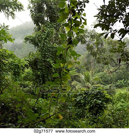Forest, Thailand View Large Photo Image Stock Photo - Forest, Thailand. Fotosearch