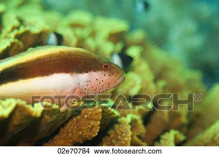 Forster's Hawkfish (Paracirrhites Forsteri) View Large Photo Image Picture - Forster's Hawkfish (Paracirrhites Forsteri). Fotosearch