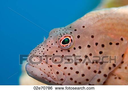 Forster's Hawkfish View Large Photo Image Stock Photograph - Forster's Hawkfish. Fotosearch