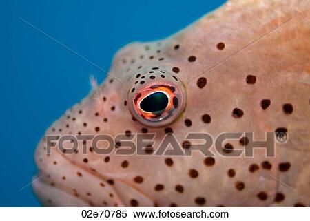 Forster's Hawkfish View Large Photo Image Stock Photography - Forster's Hawkfish. Fotosearch