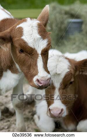 Front view of two brown and white calfs in Iceland View Large Photo Image Stock Photograph - Front view of two brown and white calfs in Iceland. Fotosearch