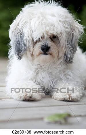 Frontal view of a white Zuchon dog View Large Photo Image Stock Photo - Frontal view of a white Zuchon dog. Fotosearch
