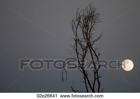 Stock Image - Full moon over Kenya. Fotosearch