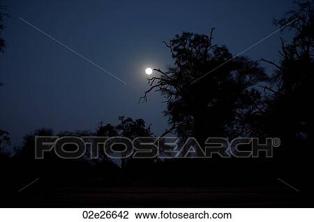 Full moon over Kenya View Large Photo Image Stock Image - Full moon over Kenya. Fotosearch