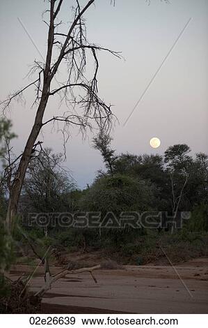 Stock Photo - Full moon over Kenya. Fotosearch