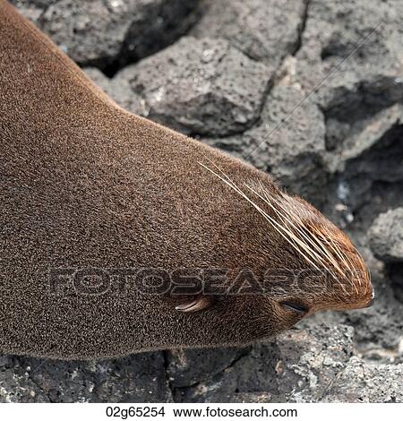 Fur seal on a rock, Puerto Egas, Santiago Island, Galapagos Islands, Ecuador View Large Photo Image Picture - Fur seal on a rock, Puerto Egas, Santiago Island, Galapagos Islands, Ecuador. Fotosearch