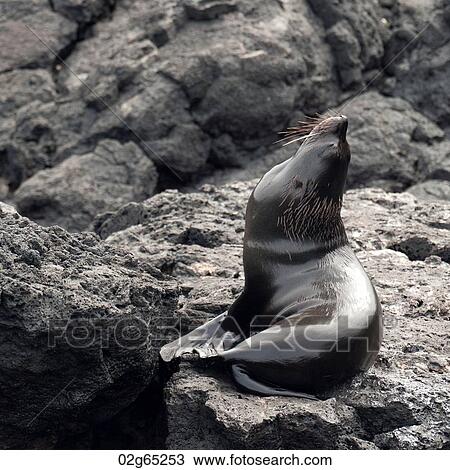 Fur seal on a rock, Puerto Egas, Santiago Island, Galapagos Islands, Ecuador View Large Photo Image Stock Image - Fur seal on a rock, Puerto Egas, Santiago Island, Galapagos Islands, Ecuador. Fotosearch