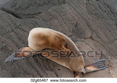 Fur seal, Puerto Egas, Santiago Island, Galapagos Islands, Ecuador View Large Photo Image Stock Photo - Fur seal, Puerto Egas, Santiago Island, Galapagos Islands, Ecuador. Fotosearch