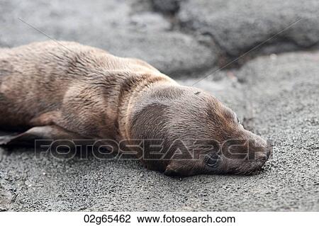 Fur seal pup lying on rock, Puerto Egas, Santiago Island, Galapagos Islands, Ecuador View Large Photo Image Stock Image - Fur seal pup lying on rock, Puerto Egas, Santiago Island, Galapagos Islands, Ecuador. Fotosearch
