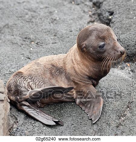 Fur seal pup, Puerto Egas, Santiago Island, Galapagos Islands, Ecuador View Large Photo Image Stock Image - Fur seal pup, Puerto Egas, Santiago Island, Galapagos Islands, Ecuador. Fotosearch