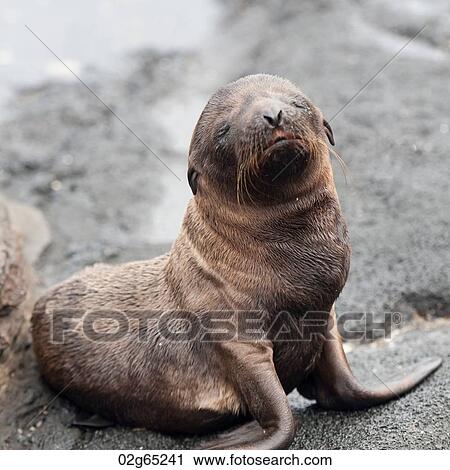 Fur seal pup, Puerto Egas, Santiago Island, Galapagos Islands, Ecuador View Large Photo Image Stock Image - Fur seal pup, Puerto Egas, Santiago Island, Galapagos Islands, Ecuador. Fotosearch
