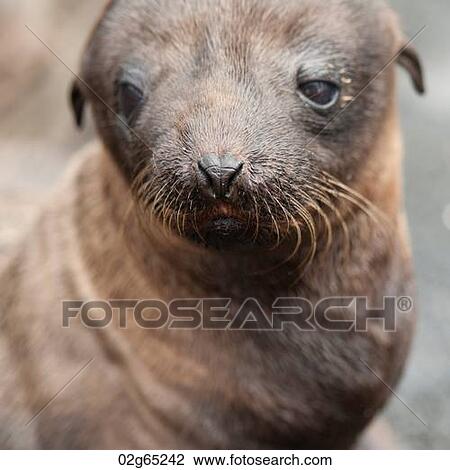 Stock Image - Fur seal pup, Puerto Egas, Santiago Island, Galapagos Islands, Ecuador. Fotosearch