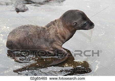 Fur seal pup, Puerto Egas, Santiago Island, Galapagos Islands, Ecuador View Large Photo Image Stock Photography - Fur seal pup, Puerto Egas, Santiago Island, Galapagos Islands, Ecuador. Fotosearch