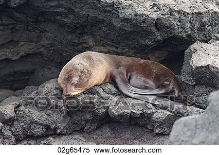 Fur seal pup resting on rock, Puerto Egas, Santiago Island, Galapagos Islands, Ecuador View Large Photo Image Stock Photography - Fur seal pup resting on rock, Puerto Egas, Santiago Island, Galapagos Islands, Ecuador. Fotosearch