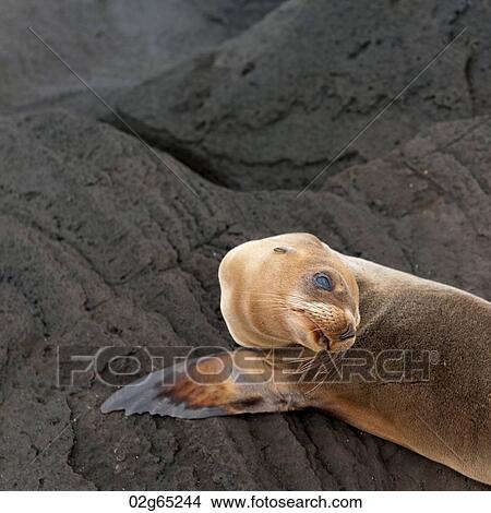 Fur seal resting on a rock, Puerto Egas, Santiago Island, Galapagos Islands, Ecuador View Large Photo Image Picture - Fur seal resting on a rock, Puerto Egas, Santiago Island, Galapagos Islands, Ecuador. Fotosearch