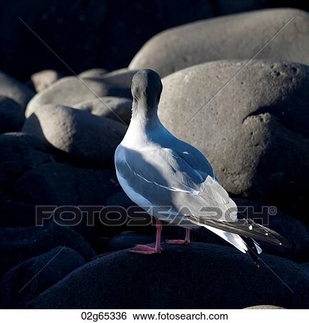 Galapagos Dove (Zenaida galapagoensis) perching on a rock, Punta Suarez, Espanola Island, Galapagos Islands, Ecuador View Large Photo Image Stock Photograph - Galapagos Dove (Zenaida galapagoensis) perching on a rock, Punta Suarez, Espanola Island, Galapagos Islands, Ecuador. Fotosearch