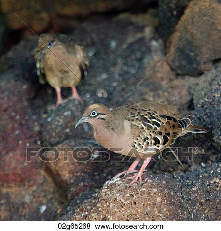 Galapagos doves (Zenaida galapagoensis), North Seymour Island, Galapagos Islands, Ecuador View Large Photo Image Stock Photo - Galapagos doves (Zenaida galapagoensis), North Seymour Island, Galapagos Islands, Ecuador. Fotosearch