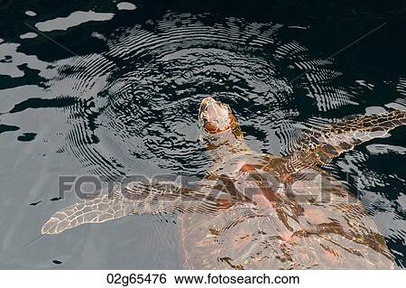 Galapagos green turtle (Chelonia mydas agassisi), Puerto Egas, Santiago Island, Galapagos Islands, Ecuador View Large Photo Image Stock Photograph - Galapagos green turtle (Chelonia mydas agassisi), Puerto Egas, Santiago Island, Galapagos Islands, Ecuador. Fotosearch