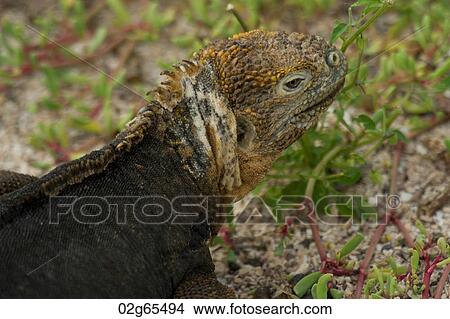 Galapagos land iguana (Conolophus subcristatus), North Seymour Island, Galapagos Islands, Ecuador View Large Photo Image Picture - Galapagos land iguana (Conolophus subcristatus), North Seymour Island, Galapagos Islands, Ecuador. Fotosearch