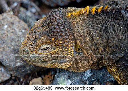 Galapagos land iguana (Conolophus subcristatus), North Seymour Island, Galapagos Islands, Ecuador View Large Photo Image Stock Image - Galapagos land iguana (Conolophus subcristatus), North Seymour Island, Galapagos Islands, Ecuador. Fotosearch