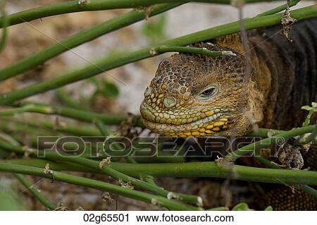 Galapagos land iguana (Conolophus subcristatus), North Seymour Island, Galapagos Islands, Ecuador View Large Photo Image Stock Image - Galapagos land iguana (Conolophus subcristatus), North Seymour Island, Galapagos Islands, Ecuador. Fotosearch