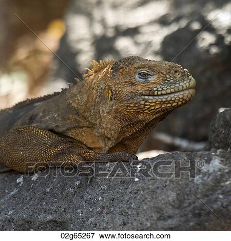 Galapagos land iguana (Conolophus subcristatus), North Seymour Island, Galapagos Islands, Ecuador View Large Photo Image Stock Photo - Galapagos land iguana (Conolophus subcristatus), North Seymour Island, Galapagos Islands, Ecuador. Fotosearch