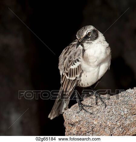 Galapagos mockingbird (Nesomimus parvulus), Genovesa Island, Galapagos Islands, Ecuador View Large Photo Image Picture - Galapagos mockingbird (Nesomimus parvulus), Genovesa Island, Galapagos Islands, Ecuador. Fotosearch