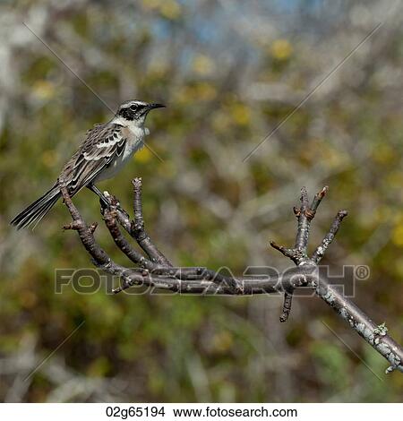 Galapagos mockingbird (Nesomimus parvulus) perching on branch, Prince Philip's Steps, Genovesa Island, Galapagos Islands, Ecuador View Large Photo Image Picture - Galapagos mockingbird (Nesomimus parvulus) perching on branch, Prince Philip's Steps, Genovesa Island, Galapagos Islands, Ecuador. Fotosearch