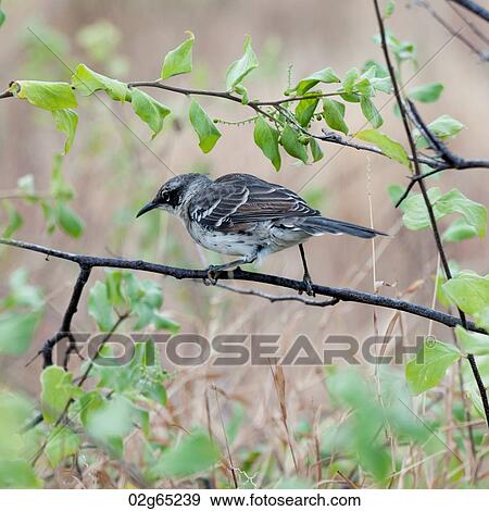 Galapagos mockingbird (Nesomimus parvulus) perching on a branch, Puerto Egas, Santiago Island, Galapagos Islands, Ecuador View Large Photo Image Stock Photo - Galapagos mockingbird (Nesomimus parvulus) perching on a branch, Puerto Egas, Santiago Island, Galapagos Islands, Ecuador. Fotosearch