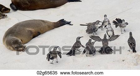Galapagos mockingbirds (Nesomimus parvulus) and Galapagos sea lions (Zalophus californianus wollebacki) on the beach, Gardner Bay, Espanola Island, Galapagos Islands, Ecuador View Large Photo Image Stock Photography - Galapagos mockingbirds (Nesomimus parvulus) and Galapagos sea lions (Zalophus californianus wollebacki) on the beach, Gardner Bay, Espanola Island, Galapagos Islands, Ecuador. Fotosearch