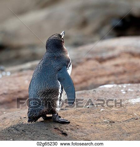 Galapagos penguin (Spheniscus mendiculus), Tagus Cove, Isabela Island, Galapagos Islands, Ecuador View Large Photo Image Stock Image - Galapagos penguin (Spheniscus mendiculus), Tagus Cove, Isabela Island, Galapagos Islands, Ecuador. Fotosearch