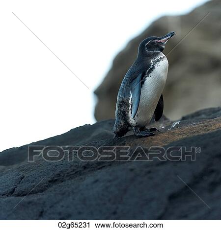 Galapagos penguin (Spheniscus mendiculus), Tagus Cove, Isabela Island, Galapagos Islands, Ecuador View Large Photo Image Stock Image - Galapagos penguin (Spheniscus mendiculus), Tagus Cove, Isabela Island, Galapagos Islands, Ecuador. Fotosearch
