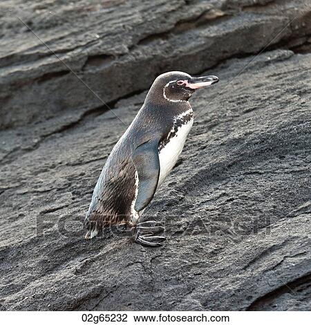 Galapagos penguin (Spheniscus mendiculus), Tagus Cove, Isabela Island, Galapagos Islands, Ecuador View Large Photo Image Stock Image - Galapagos penguin (Spheniscus mendiculus), Tagus Cove, Isabela Island, Galapagos Islands, Ecuador. Fotosearch