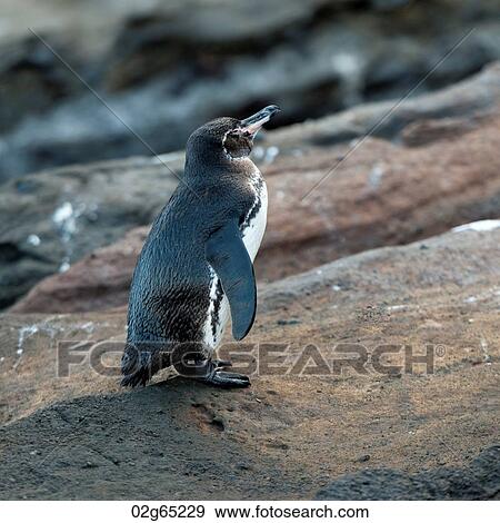 Galapagos penguin (Spheniscus mendiculus), Tagus Cove, Isabela Island, Galapagos Islands, Ecuador View Large Photo Image Stock Photo - Galapagos penguin (Spheniscus mendiculus), Tagus Cove, Isabela Island, Galapagos Islands, Ecuador. Fotosearch