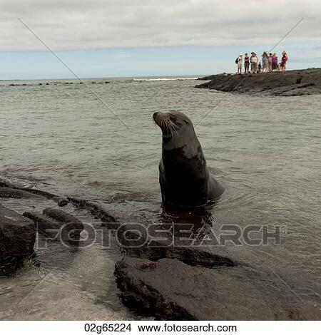 Galapagos sea lion (Zalophus californianus wollebacki), Punta Espinoza, Fernandina Island, Galapagos Islands, Ecuador View Large Photo Image Picture - Galapagos sea lion (Zalophus californianus wollebacki), Punta Espinoza, Fernandina Island, Galapagos Islands, Ecuador. Fotosearch
