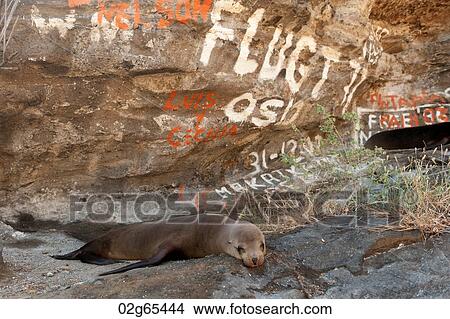 Galapagos sea lion (Zalophus californianus wollebacki) near graffiti covered rock, Tagus Cove, Isabela Island, Galapagos Islands, Ecuador View Large Photo Image Picture - Galapagos sea lion (Zalophus californianus wollebacki) near graffiti covered rock, Tagus Cove, Isabela Island, Galapagos Islands, Ecuador. Fotosearch