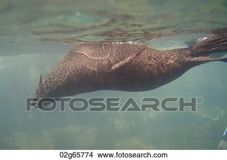 Galapagos sea lion (Zalophus californianus wollebacki) swimming underwater, Darwin Bay, Genovesa Island, Galapagos Islands, Ecuador View Large Photo Image Picture - Galapagos sea lion (Zalophus californianus wollebacki) swimming underwater, Darwin Bay, Genovesa Island, Galapagos Islands, Ecuador. Fotosearch